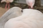 Portrait Of A Flamingo Stock Photo