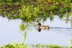 Common Teal (anas Crecca) Stock Photo