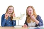 Two Female Students Exploring Jaw Model With Teeth In Biology Stock Photo