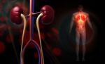 Human Body With Kidney And Lungs Stock Photo