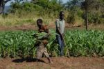 African Farmers Stock Photo