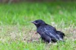 Young Black Crow Sitting In Green Grass Stock Photo