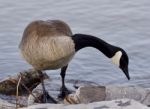 Beautiful Isolated Photo Of A Cute Canada Goose On The Shore Stock Photo