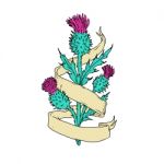 Scottish Thistle With Ribbon Color Drawing Stock Photo