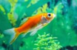 Beautiful Gold Fish In Aquarium Stock Photo
