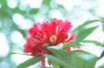 Colorful Flower Rhododendron Arboreum In Spring Time For Backgro Stock Photo