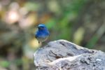 Male Hainan Blue Flycatcher Stock Photo