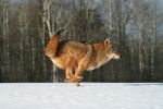 Coyote Running Stock Photo