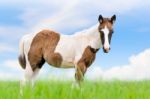 Young Horses Are Brown On Sky Background Stock Photo