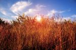 The Dry Grass With Blue Sky Stock Photo