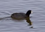 Beautiful Background With Amazing American Coot In The Lake Stock Photo