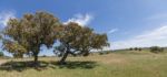 Quercus Ilex Tree Stock Photo