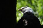 Bald Eagle-national Bird Of America Stock Photo