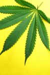 Marijuana Leaf Stock Photo