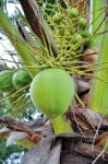 Green Coconut Stock Photo