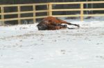 Horse Lying In The Snow Stock Photo