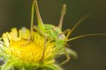 Great Green Bush-cricket (tettigonia Viridissima) Stock Photo