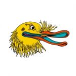 Aggressive Kiwi Bird Graffiti Color Stock Photo