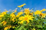 Mexican Sunflower Amazing View With Green Grass And Blue Sky Lan Stock Photo
