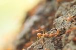 Red Weaver Ants Help Together Stock Photo