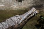Tomistoma (tomistoma Schlegelii) Resting In A Pool At The Biopar Stock Photo