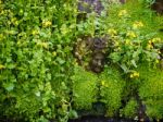 Stone Head Peeking Through Flowers  In The Garden At Hever Castl Stock Photo