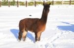 Alpaca In The Snow Stock Photo