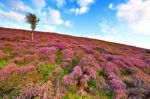 Colorful Hill Slope Covered By Violet Heather Flowers And Owan-t Stock Photo