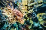 Lionfish Or Pterois Miles Stock Photo