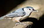 Beautiful Isolated Image With A White-breasted Nuthatch Bird Stock Photo