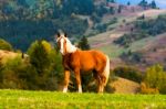 Horse On The Mountains Hills Stock Photo
