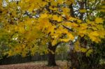 Autumnal Colours  Of A Maple Tree In East Grinstead Stock Photo