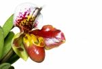 Slipper Orchid ( Paphiopedilum ) Exotic Flowers Isolated On Whit Stock Photo