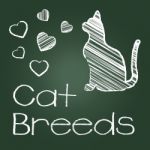Cat Breeds Represents Pedigree Kitty And Reproducing Stock Photo