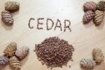 Cedar Cones With Nuts Stock Photo