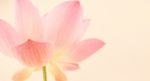 Sweet Pink Lotus In Soft Style Stock Photo
