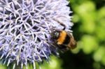 Bumble Bee On Pompom Thistle Stock Photo