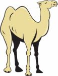 Camel Side View Cartoon Stock Photo