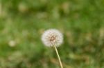 Dandelion Herbs With Defocused Background In Spring Stock Photo