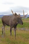 Elk Stock Photo