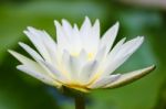 Water Lily On A Pond Stock Photo