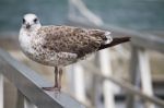 Seagull Bird In The City Docks Stock Photo