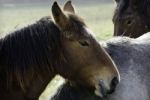 Horses Stock Photo