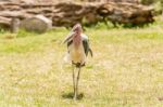 The Marabou Stork, Leptoptilos Crumenifer In Serengeti National Stock Photo