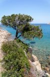 Tree Growing Ou Of The Rocky Coastline At Baja Sardinia Stock Photo