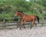 Yearling Thoroughbred Free Schooling Stock Photo