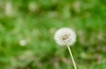 Dandelion Herbs With Defocused Background In Spring Stock Photo