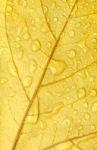 Golden Leaf Droplets Stock Photo