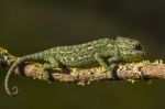 Baby Mediterranean Chameleon Stock Photo