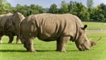 Image Of Two Rhinoceroses Eating The Grass Stock Photo